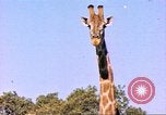 Standbild Giraffen Afrika südlich der Sahara, 1958, aus Sekunde 4 historischem Filmmaterial Videoclip 65675058737