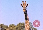 Standbild Giraffen Afrika südlich der Sahara, 1958, aus Sekunde 5 historischem Filmmaterial Videoclip 65675058737