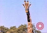 Standbild Giraffen Afrika südlich der Sahara, 1958, aus Sekunde 6 historischem Filmmaterial Videoclip 65675058737