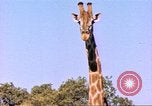 Standbild Giraffen Afrika südlich der Sahara, 1958, aus Sekunde 7 historischem Filmmaterial Videoclip 65675058737