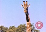Standbild Giraffen Afrika südlich der Sahara, 1958, aus Sekunde 8 historischem Filmmaterial Videoclip 65675058737