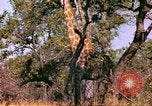 Standbild Giraffen Afrika südlich der Sahara, 1958, aus Sekunde 9 historischem Filmmaterial Videoclip 65675058737