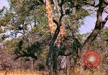 Standbild Giraffen Afrika südlich der Sahara, 1958, aus Sekunde 10 historischem Filmmaterial Videoclip 65675058737