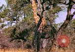 Standbild Giraffen Afrika südlich der Sahara, 1958, aus Sekunde 11 historischem Filmmaterial Videoclip 65675058737