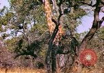 Standbild Giraffen Afrika südlich der Sahara, 1958, aus Sekunde 12 historischem Filmmaterial Videoclip 65675058737