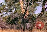 Standbild Giraffen Afrika südlich der Sahara, 1958, aus Sekunde 13 historischem Filmmaterial Videoclip 65675058737