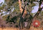 Standbild Giraffen Afrika südlich der Sahara, 1958, aus Sekunde 14 historischem Filmmaterial Videoclip 65675058737