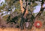 Standbild Giraffen Afrika südlich der Sahara, 1958, aus Sekunde 15 historischem Filmmaterial Videoclip 65675058737