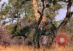 Standbild Giraffen Afrika südlich der Sahara, 1958, aus Sekunde 17 historischem Filmmaterial Videoclip 65675058737