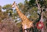 Standbild Giraffen Afrika südlich der Sahara, 1958, aus Sekunde 18 historischem Filmmaterial Videoclip 65675058737