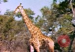 Standbild Giraffen Afrika südlich der Sahara, 1958, aus Sekunde 19 historischem Filmmaterial Videoclip 65675058737