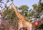 Standbild Giraffen Afrika südlich der Sahara, 1958, aus Sekunde 20 historischem Filmmaterial Videoclip 65675058737
