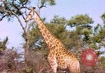 Standbild Giraffen Afrika südlich der Sahara, 1958, aus Sekunde 21 historischem Filmmaterial Videoclip 65675058737
