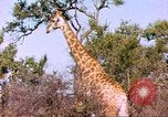 Standbild Giraffen Afrika südlich der Sahara, 1958, aus Sekunde 22 historischem Filmmaterial Videoclip 65675058737
