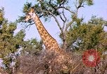 Standbild Giraffen Afrika südlich der Sahara, 1958, aus Sekunde 23 historischem Filmmaterial Videoclip 65675058737