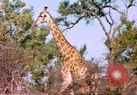 Standbild Giraffen Afrika südlich der Sahara, 1958, aus Sekunde 24 historischem Filmmaterial Videoclip 65675058737