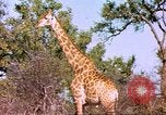 Standbild Giraffen Afrika südlich der Sahara, 1958, aus Sekunde 25 historischem Filmmaterial Videoclip 65675058737