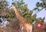 Standbild Giraffen Afrika südlich der Sahara, 1958, aus Sekunde 26 historischem Filmmaterial Videoclip 65675058737