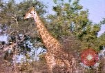 Standbild Giraffen Afrika südlich der Sahara, 1958, aus Sekunde 27 historischem Filmmaterial Videoclip 65675058737
