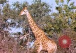 Standbild Giraffen Afrika südlich der Sahara, 1958, aus Sekunde 28 historischem Filmmaterial Videoclip 65675058737