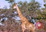 Standbild Giraffen Afrika südlich der Sahara, 1958, aus Sekunde 29 historischem Filmmaterial Videoclip 65675058737