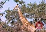 Standbild Giraffen Afrika südlich der Sahara, 1958, aus Sekunde 30 historischem Filmmaterial Videoclip 65675058737