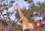 Standbild Giraffen Afrika südlich der Sahara, 1958, aus Sekunde 31 historischem Filmmaterial Videoclip 65675058737