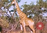 Standbild Giraffen Afrika südlich der Sahara, 1958, aus Sekunde 32 historischem Filmmaterial Videoclip 65675058737