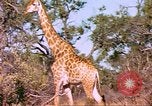 Standbild Giraffen Afrika südlich der Sahara, 1958, aus Sekunde 33 historischem Filmmaterial Videoclip 65675058737