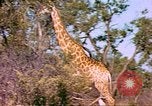 Standbild Giraffen Afrika südlich der Sahara, 1958, aus Sekunde 34 historischem Filmmaterial Videoclip 65675058737