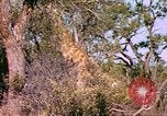 Standbild Giraffen Afrika südlich der Sahara, 1958, aus Sekunde 35 historischem Filmmaterial Videoclip 65675058737