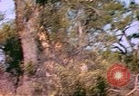 Standbild Giraffen Afrika südlich der Sahara, 1958, aus Sekunde 36 historischem Filmmaterial Videoclip 65675058737