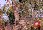 Standbild Giraffen Afrika südlich der Sahara, 1958, aus Sekunde 37 historischem Filmmaterial Videoclip 65675058737