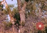 Standbild Giraffen Afrika südlich der Sahara, 1958, aus Sekunde 38 historischem Filmmaterial Videoclip 65675058737
