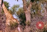Standbild Giraffen Afrika südlich der Sahara, 1958, aus Sekunde 39 historischem Filmmaterial Videoclip 65675058737