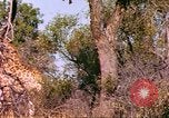 Standbild Giraffen Afrika südlich der Sahara, 1958, aus Sekunde 40 historischem Filmmaterial Videoclip 65675058737