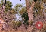 Standbild Giraffen Afrika südlich der Sahara, 1958, aus Sekunde 41 historischem Filmmaterial Videoclip 65675058737
