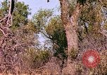 Standbild Giraffen Afrika südlich der Sahara, 1958, aus Sekunde 42 historischem Filmmaterial Videoclip 65675058737