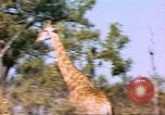Standbild Giraffen Afrika südlich der Sahara, 1958, aus Sekunde 43 historischem Filmmaterial Videoclip 65675058737
