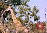 Standbild Giraffen Afrika südlich der Sahara, 1958, aus Sekunde 44 historischem Filmmaterial Videoclip 65675058737