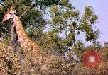 Standbild Giraffen Afrika südlich der Sahara, 1958, aus Sekunde 45 historischem Filmmaterial Videoclip 65675058737