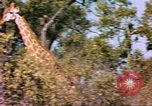 Standbild Giraffen Afrika südlich der Sahara, 1958, aus Sekunde 46 historischem Filmmaterial Videoclip 65675058737