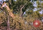 Standbild Giraffen Afrika südlich der Sahara, 1958, aus Sekunde 47 historischem Filmmaterial Videoclip 65675058737