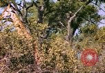 Standbild Giraffen Afrika südlich der Sahara, 1958, aus Sekunde 48 historischem Filmmaterial Videoclip 65675058737