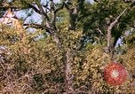 Standbild Giraffen Afrika südlich der Sahara, 1958, aus Sekunde 49 historischem Filmmaterial Videoclip 65675058737
