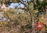Standbild Giraffen Afrika südlich der Sahara, 1958, aus Sekunde 50 historischem Filmmaterial Videoclip 65675058737
