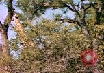 Standbild Giraffen Afrika südlich der Sahara, 1958, aus Sekunde 51 historischem Filmmaterial Videoclip 65675058737