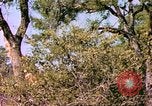 Standbild Giraffen Afrika südlich der Sahara, 1958, aus Sekunde 52 historischem Filmmaterial Videoclip 65675058737