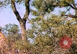 Standbild Giraffen Afrika südlich der Sahara, 1958, aus Sekunde 54 historischem Filmmaterial Videoclip 65675058737
