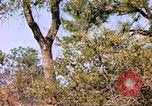 Standbild Giraffen Afrika südlich der Sahara, 1958, aus Sekunde 55 historischem Filmmaterial Videoclip 65675058737